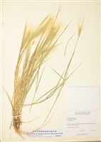 藏品(芒穎大麥草)的圖片